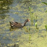 The water wildlife at Kooindah Waters Golf Club