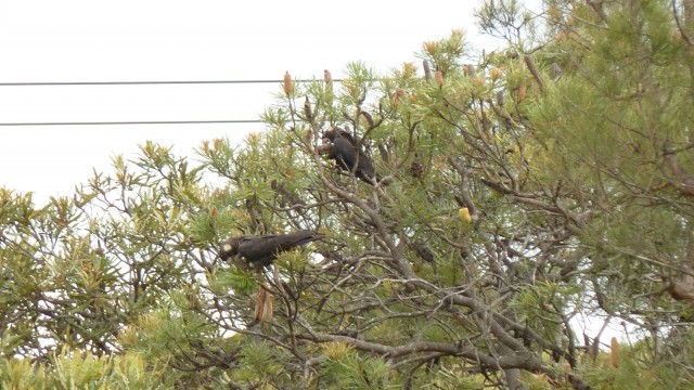 The wildlife at Mt Lawley Golf Club