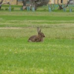 Rabbit on the course at Narooma Golf Club