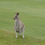 Kangaroo at Pelican Waters Golf Club