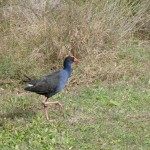 A water hen at Pelican Waters Golf Club