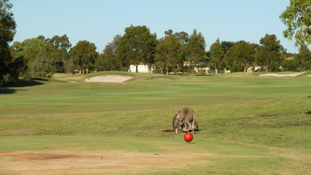 The 11th tee at The Vines Resort Ellenbrook Course