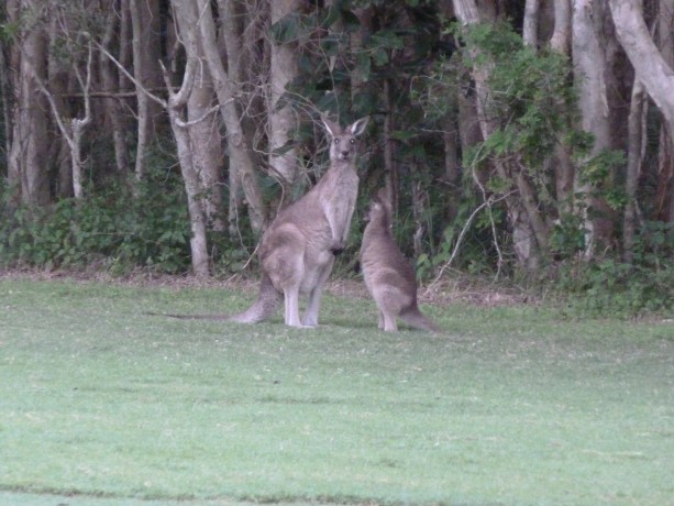 Kangaroos at Twin Waters Golf Club