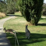 Kangaroos on the 10th at Heritage Golf & Country Club St Johns Course