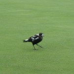 Magpie on the 5th green at Narooma Golf Club