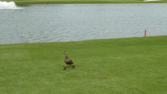 The Australian Golf Club 3rd Fairway Ducks