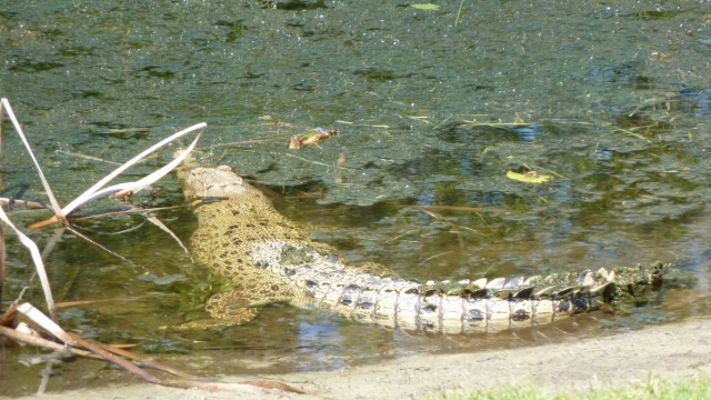 sea-temple-9th-crocodile