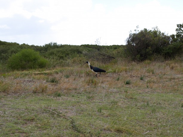 Wildlife at The Links Kennedy Bay