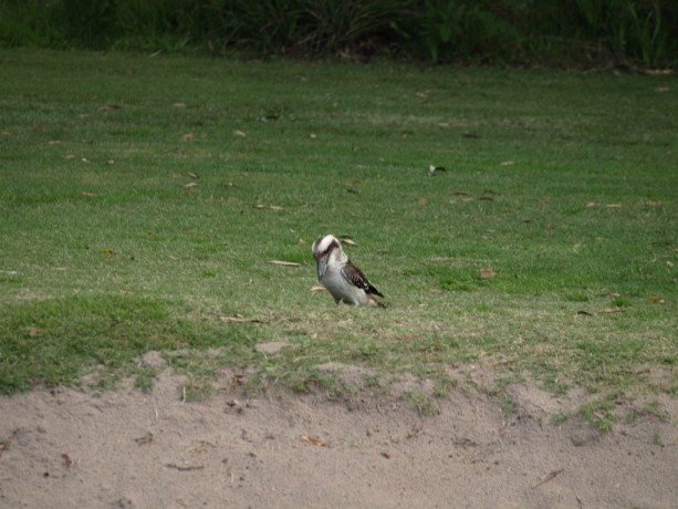 Kookaburra on the fairway at Newcastle Golf Club