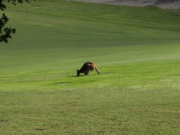 Kangaroo on the fairway at Newcastle Golf Club