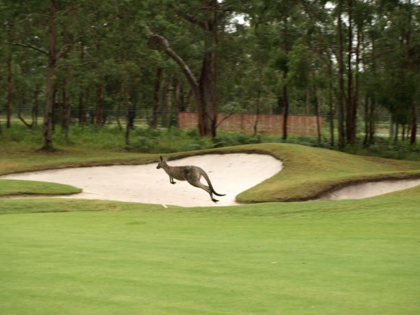 Kangaroo on the 4th at Pacific Dunes Golf Club