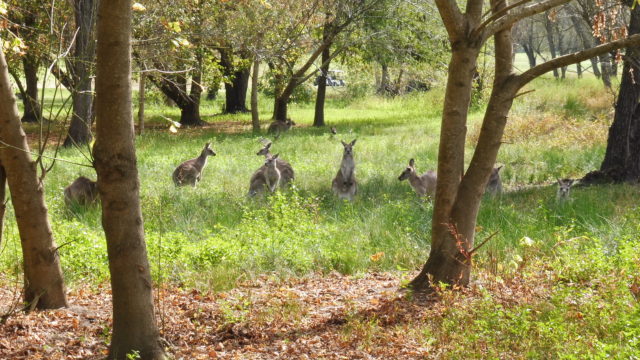 Kangaroos beside the 10th fairway at Riverside Oaks Golf Resort Bungool Course