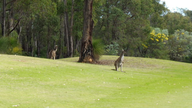 Kangaroos at Araluen Golf Resort