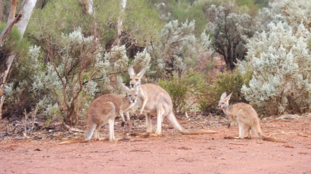 Kangaroos at Kalgoorlie Golf Club