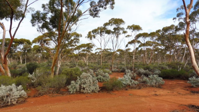 Bushland around Kalgoorlie Golf Club