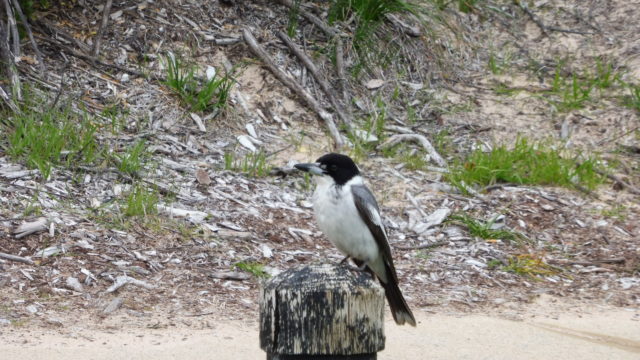 Birdlife at Secret Harbour Golf Links