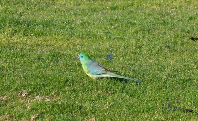 Baby rosella at Horsham Golf Club