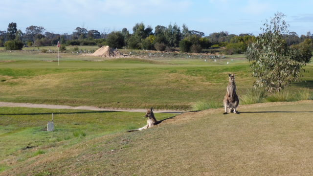 Kangaroos on the tee at Horsham Golf Club