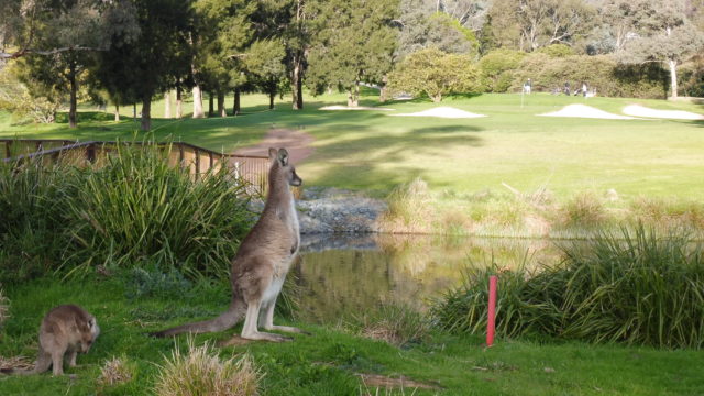 Kangaroos on the 8th Hole