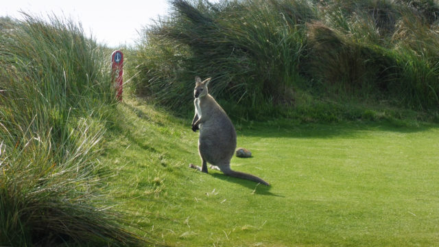 Wallaby at Cape Wickham Links