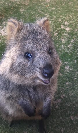 Rottnest Island Quokka